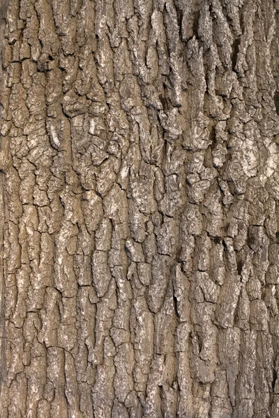 Oak tree bark Royalty Free Stock Images