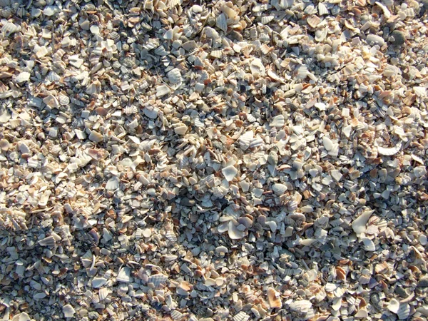 在海滩上的小破的 cockleshells — 图库照片