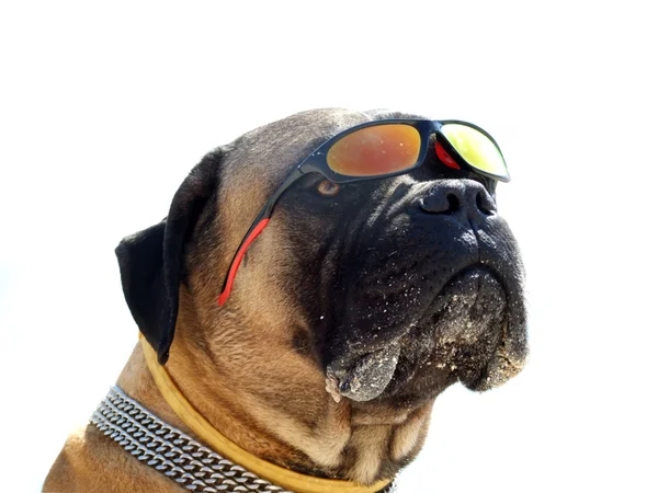 牛头犬戴太阳眼镜的画像。我 — 图库照片