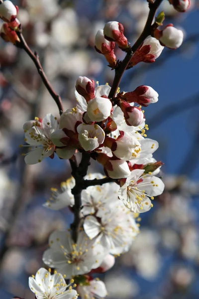 stock image Spring branch of a blossoming tree 3