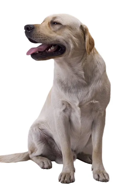 Cão pastor branco caucasiano. Isolados em w — Fotografia de Stock