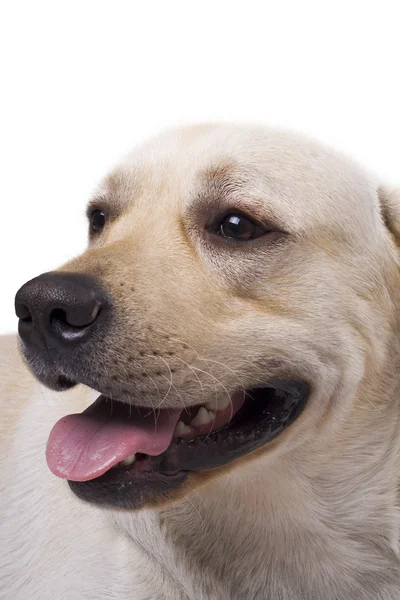 Retrato do cão pastor caucasiano. Iso. — Fotografia de Stock