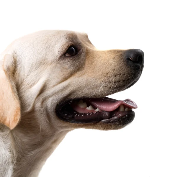 Retrato do cão pastor caucasiano. Iso. — Fotografia de Stock