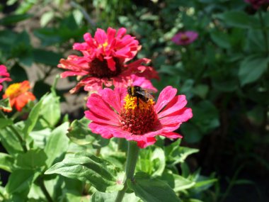 Bumblebee çiçek.