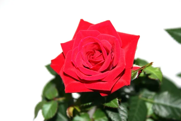 天鹅绒猩红色玫瑰 — 图库照片
