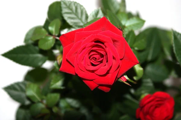 Velvet scarlet rose close — Stock Photo, Image