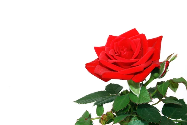 Bársonyos vörös rózsa — Stock Fotó