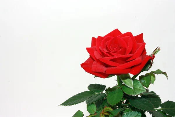 Velvet scarlet rose — Stock Photo, Image