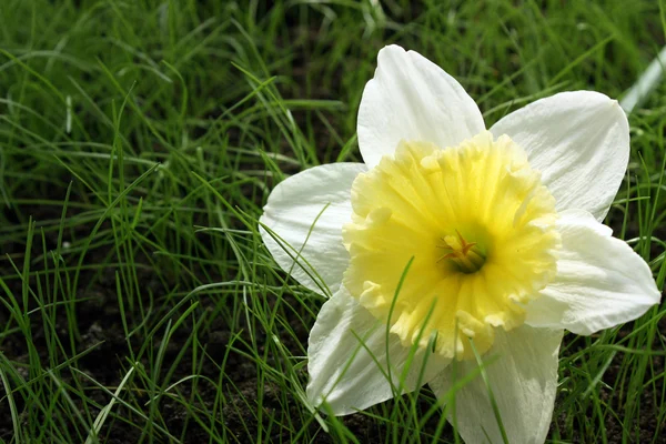 Нарцисс на зеленой траве — стоковое фото
