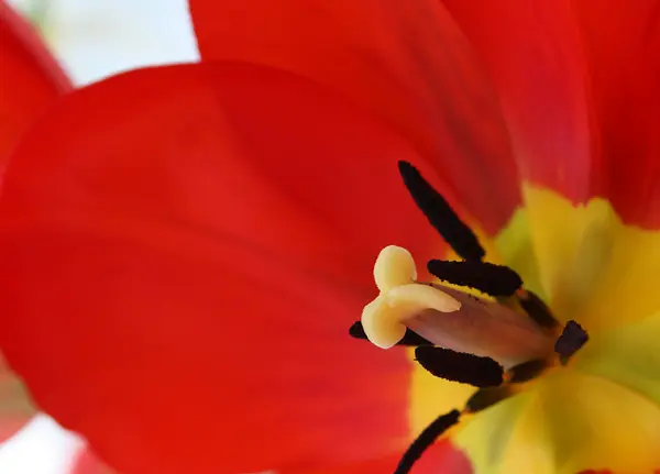 Червоний тюльпан з жовтим середнім — стокове фото