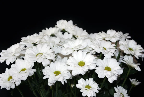 ช่อดอกไม้ใหญ่ของดอกเบญจมาศสีขาว — ภาพถ่ายสต็อก