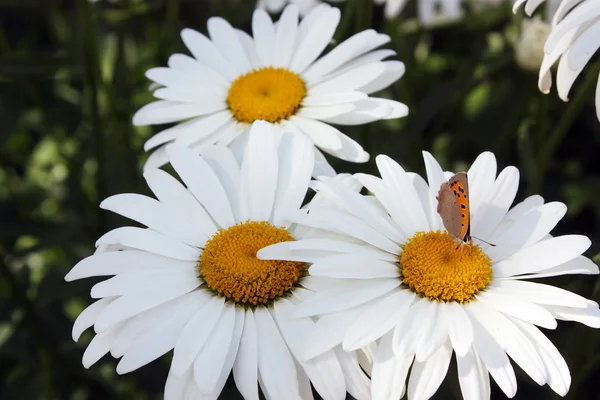 Three large camomiles and butterfly — Stock Photo, Image