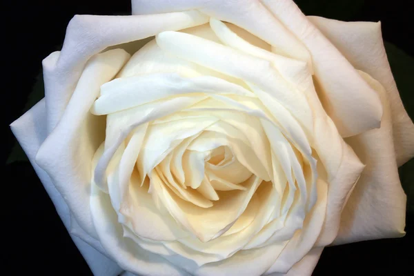 Weiße Rose auf schwarzem Hintergrund. — Stockfoto