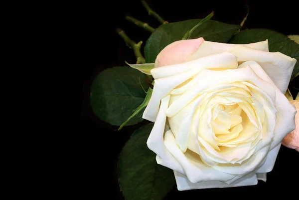Weiße Rose auf schwarzem Hintergrund. — Stockfoto