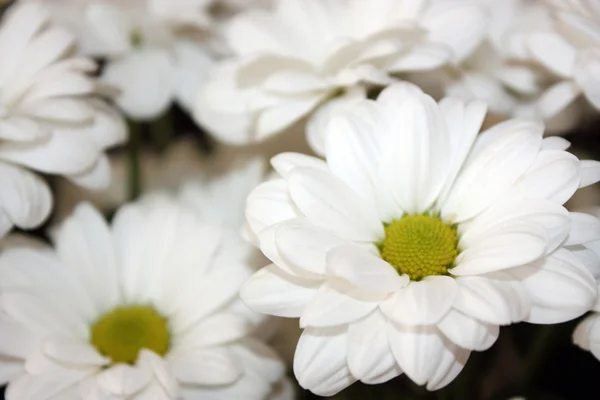 Фон белый хризантемы — стоковое фото