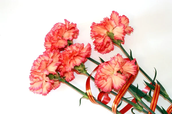 美丽的粉红色康乃馨花束 — 图库照片