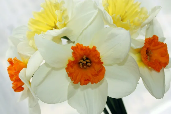 Světlé kytice liliovitých — Stock fotografie