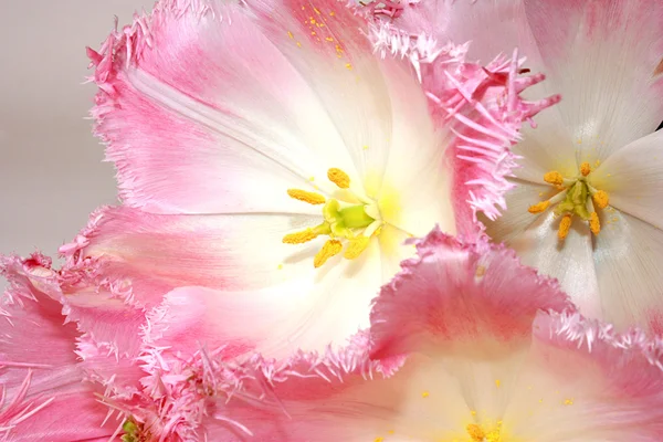Decorative rose tulips close — Stock Photo, Image