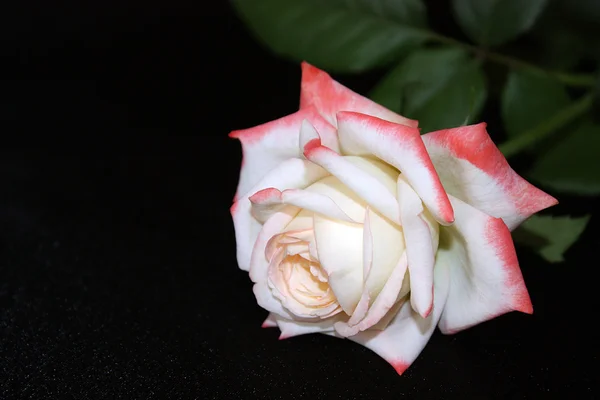 Sanfte weiße Rose — Stockfoto