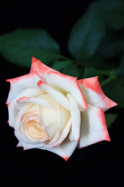 Мягкая белая роза — стоковое фото