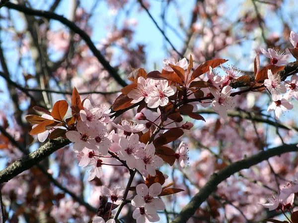 Blühender Baum von Pfirsich — Stockfoto