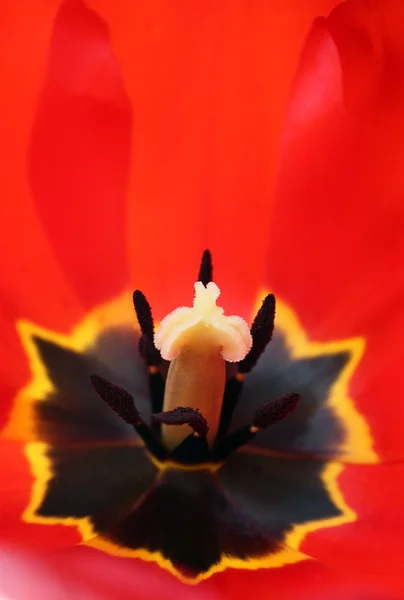 Red tulip very close — Stock Photo, Image