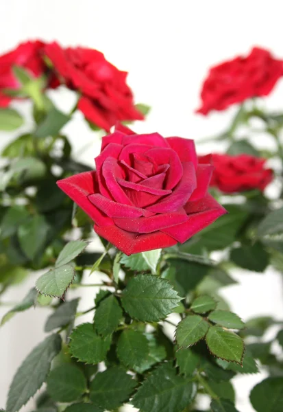 Velvet scarlet rose close — Stock Photo, Image