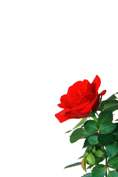 Velvet scarlet rose — Stock Photo, Image