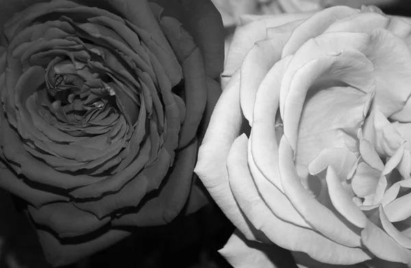 검은색과 흰색 장미 스톡 사진
