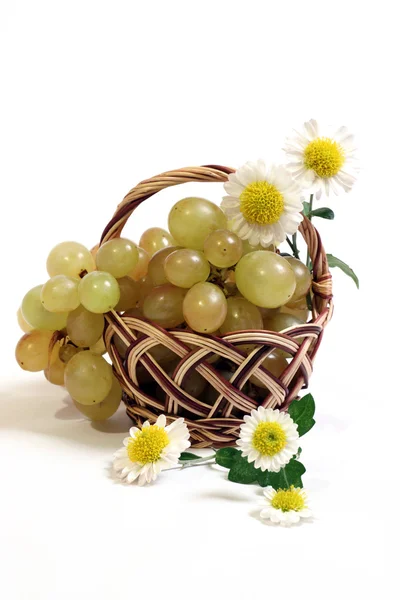 Vine, flowers of camomile is in a basket — Stock Photo, Image
