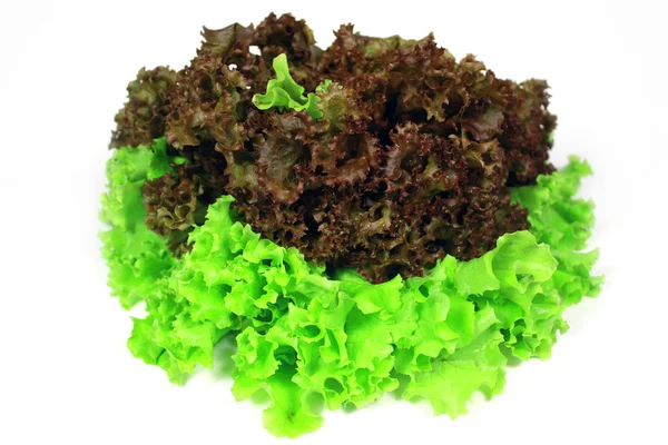 Lettuce is leaves — Stock Photo, Image