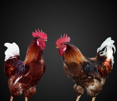 Two beautiful and bright cock separately clipart
