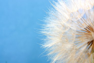 Dandelion on a background blue sky clipart