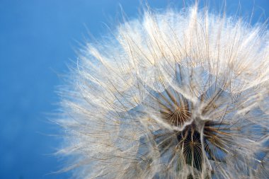 Large dandelion on a background blue sky clipart