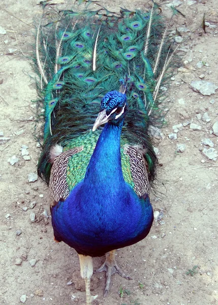 Beautiful proud peacock. — Stock Photo, Image