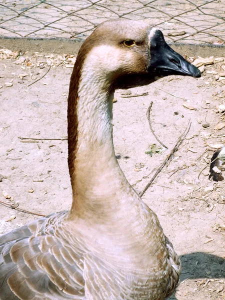 Grey goose with a black beak. — Stock Photo, Image