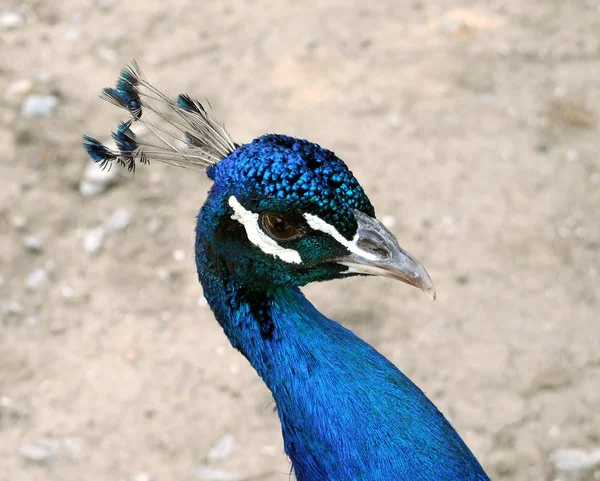 Head of a peacock. — Stock Photo, Image