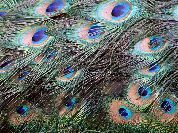 Background beautiful tail of a peacock. — Stock Photo, Image