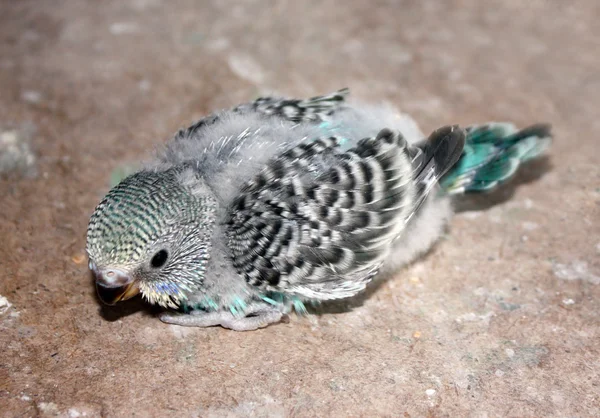 小婴儿的一只鹦鹉的鸟 — 图库照片