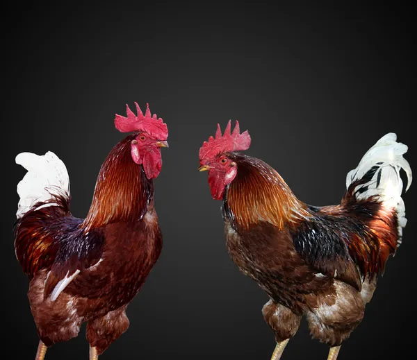 Two beautiful and bright cock separately — Stock Photo, Image