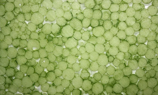 Abstract structure green bubbles — Stock Photo, Image