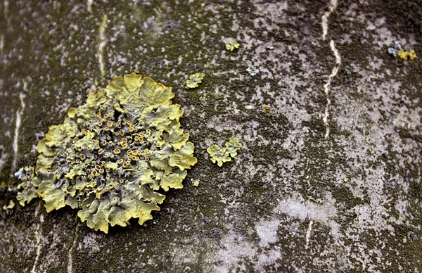 Moss on the bark of oak — Stock Photo, Image