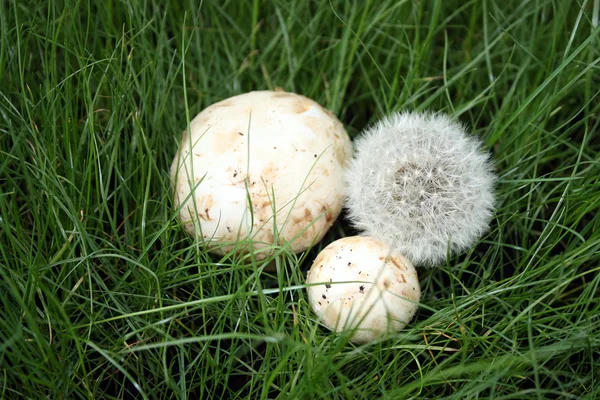 Pampeliška a houby trávě — Stock fotografie