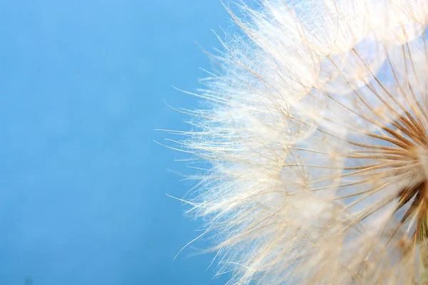 Dandelion on a background blue sky — Stock Photo, Image