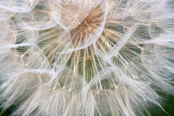 The big dandelion on a green background — Stock Photo, Image