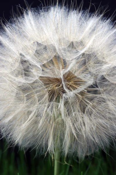 Large dandelion close up — Stock Photo, Image
