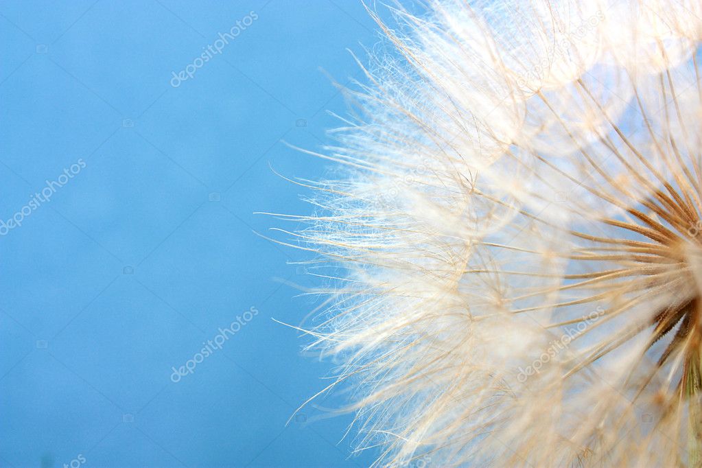 Dandelion on a background blue sky