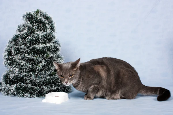 The grey house cat eats a forage. — Stock Photo, Image