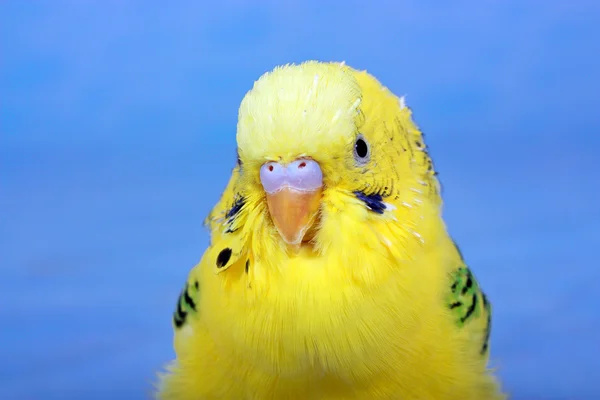 Gelber, welliger Papagei. — Stockfoto