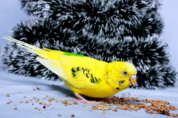 Een golvende papegaai eet een maïs. — Stockfoto